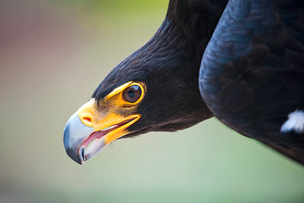 Photo Tip of the Week: How To Shoot Stunning Bird Photos (Part 1)